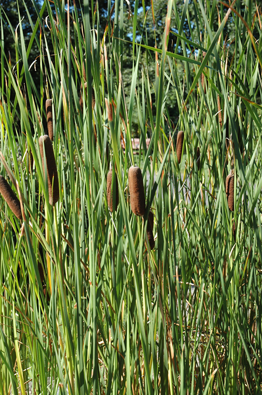 Narrowleaf Cattail (Typha angustifolia) in Berlin